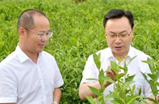 刘仲华：科技是茶产业发展的关键