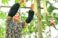 益阳市资阳区富兴村：特色“长白丝瓜” 种植带动农民增收