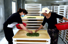 湘西凤凰：小蚕桑做成大产业