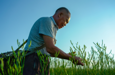 邵东：小黄花大产业  助力乡村振兴
