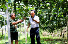 湖南凤凰大坡村：刺葡萄结出致富果