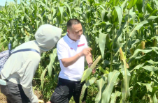 株洲攸县南水村：丰收的甜玉米让村民尝到甜头