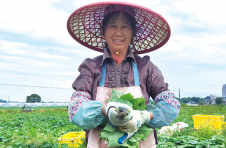 湖南浏阳源田村：走出产业抱团发展新路子 一片红薯叶打开致富门