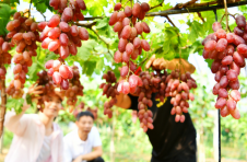 常宁：“红果果”“绿果果” 颗颗都是致富果