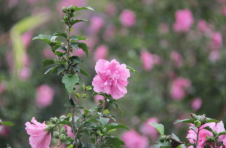 益阳市资阳区 “花产业”越做越大