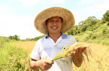 郴州桂阳：“抛荒地”变“丰产田”，14万亩中稻开镰抢收忙
