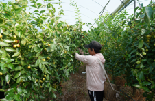 怀化中方站坪村：酥脆枣喜迎丰收季