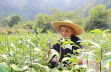 邵阳城步：峒茶香飘世界