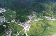 安化县新龙村：振兴路上“薯果”香 “村社联合”致富强