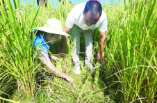 湖南醴陵：农技专家深入田间地头指导抗旱