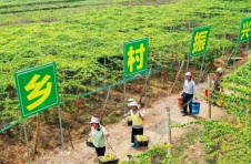 郴州嘉禾石门村：罗汉果开启村民致富新门路
