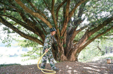 湖南浏阳：用脚步丈量山林32载 守护万亩青山常绿