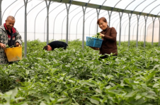 湖南宁远：育秧大棚“兼数职” 拓宽群众致富路