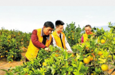 株洲市茶陵县：橙果香满园 百姓鼓腰包