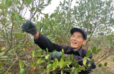 临澧四新岗镇：小小油茶果 为振兴加“油”