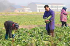 资阳区邹家桥村：千亩菜薹次第丰收