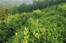 一山油茶润万家——山润油茶小镇的乡村振兴之路